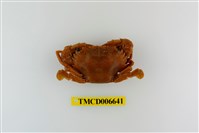 藏品(達氏短槳蟹)的圖片